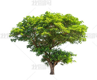 Rain tree (Albizia saman), tropical tree in the northeast of Tha