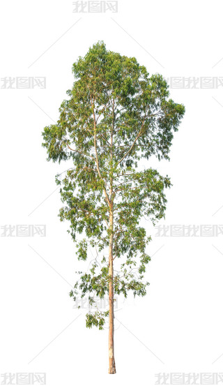 Eucalyptus tree, tropical tree in the northeast of Thailand isol