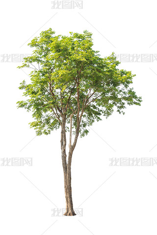 Pterocarpus indicus known by several common names, including Amb