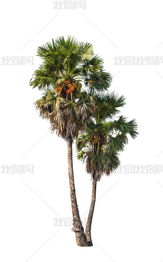 Two borassus flabellifer trees, known by several common names, i