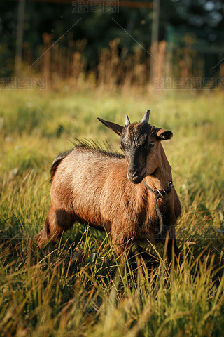 年轻的棕色喀麦隆山羊