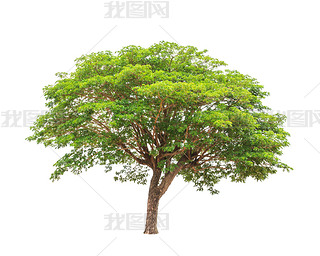 Rain tree (Albizia saman), tropical tree in the northeast of Tha