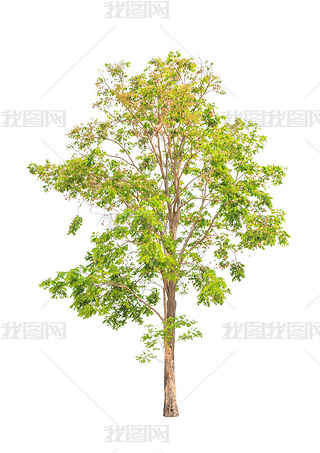Pterocarpus indicus known by several common names, including Amb