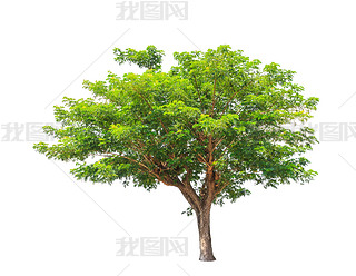 Rain tree (Albizia saman), tropical tree in the northeast of Tha