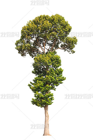 Dipterocarpus alatus, tropical tree in the northeast of Thailand