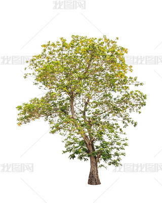 Yellow batai tree (Peltophorum dasyrachis), tropical tree in the