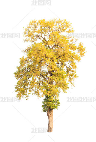 Shorea roxburghii, blossoming tropical tree in the northeast of