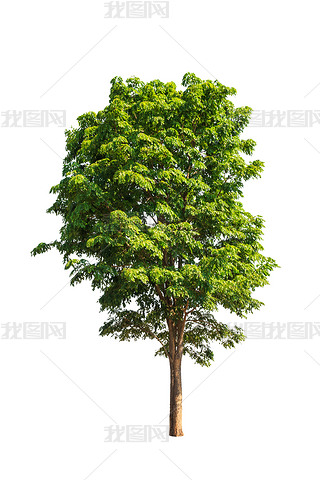 Pterocarpus indicus known by several common names, including Amb