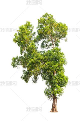 Acacia auriculiformis, commonly known as Auri, Earleaf acacia, E