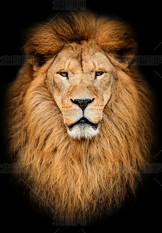 portr?tt stora vackra afrikanska lejon mot svart backg