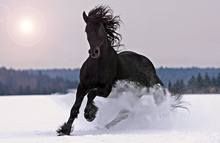 friesian 