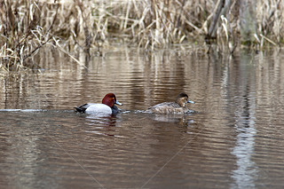 canvasback ˮݷ.