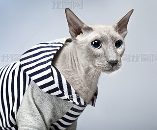 peterbald è