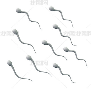  spermatozoons