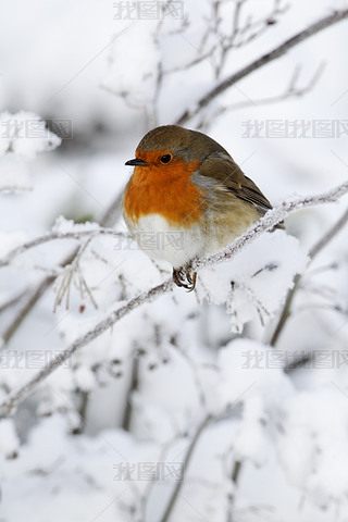 ޱerithacus rubecula