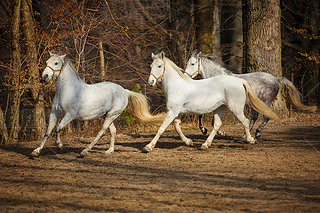 lipizzan 