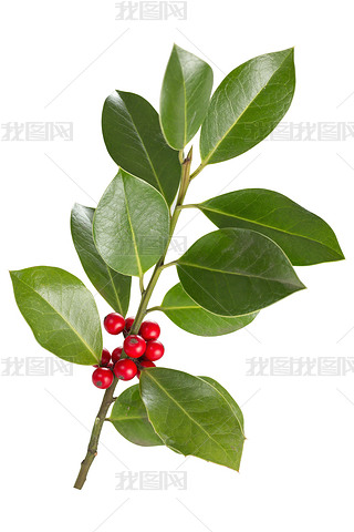 Holly LeesBerries