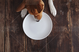 Dog eats from plate on old wooden table