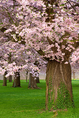 华丽的樱桃树开花