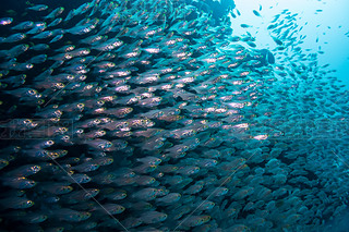 ںɫ sea.egypt ɺͲ