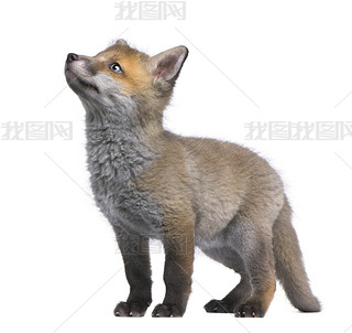 ̧ͷ (6 )-Vulpes vulpes