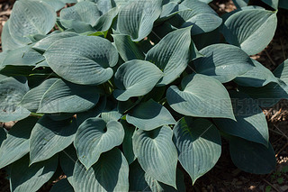 Siebold's hosta (Hosta sieboldiana). 