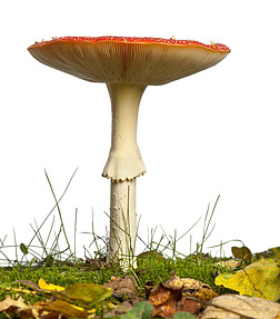 成熟的飞木耳或在飞鹅膏菌蘑菇，毒蝇鹅膏，