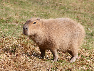 capibara ڲݵ