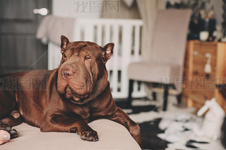 ɫ shar pei ڼʵɳϢ