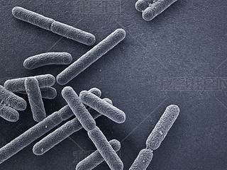 Escherichia coli bacteria closeup 