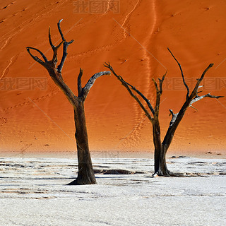 Deadvlei˹ױ