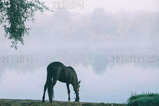 beautiful black horse grazing on green pasture in Altai, Russia 