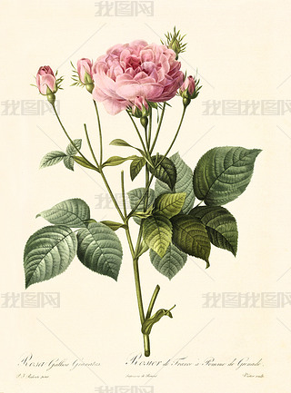 Rosa gallica ֻ granatus Ų廭