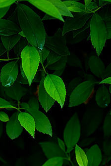 夏天绿色的树叶树枝