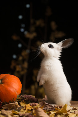 站着的兔子摄影图|可爱的小兔子