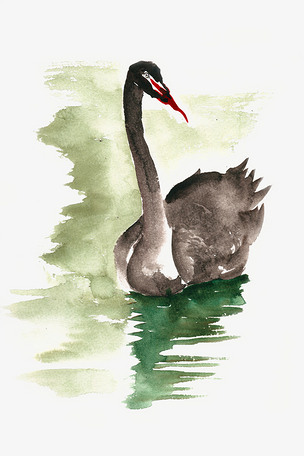 湖中的黑天鹅水彩画png免抠素材