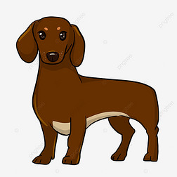 站姿棕色腊肠犬剪贴画