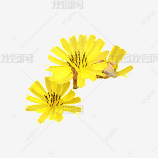 几朵黄色小雏菊和蜜蜂