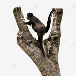 黑掌蜘蛛猴