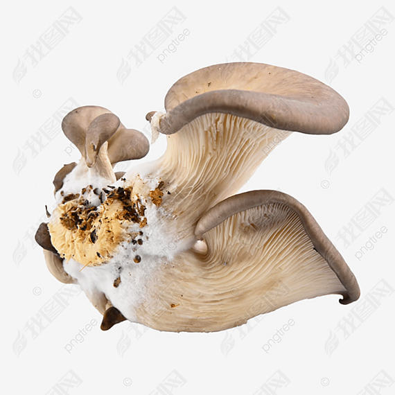 pleurotus ostreatus ϸ