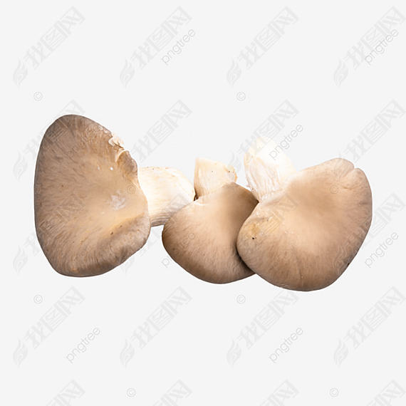 pleurotus ostreatus Ģʳþ