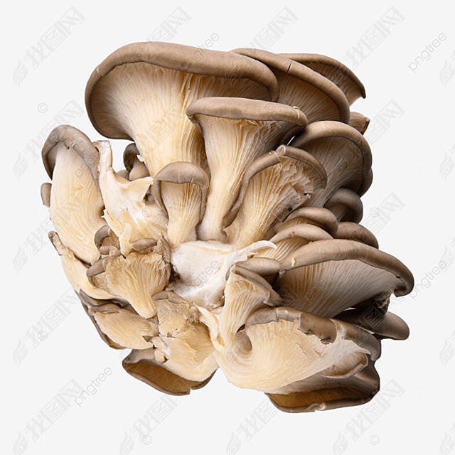 pleurotus ostreatus Ģʳþ