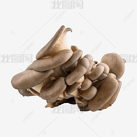 pleurotus ostreatus Ģ ʳþ