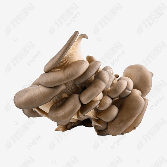 pleurotus ostreatus Ģ ʳþ