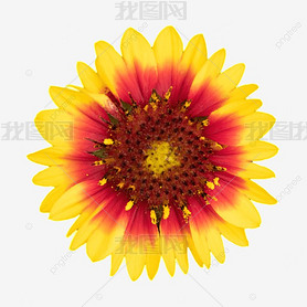 gaillardia pulchella ƻջֲӰͼ