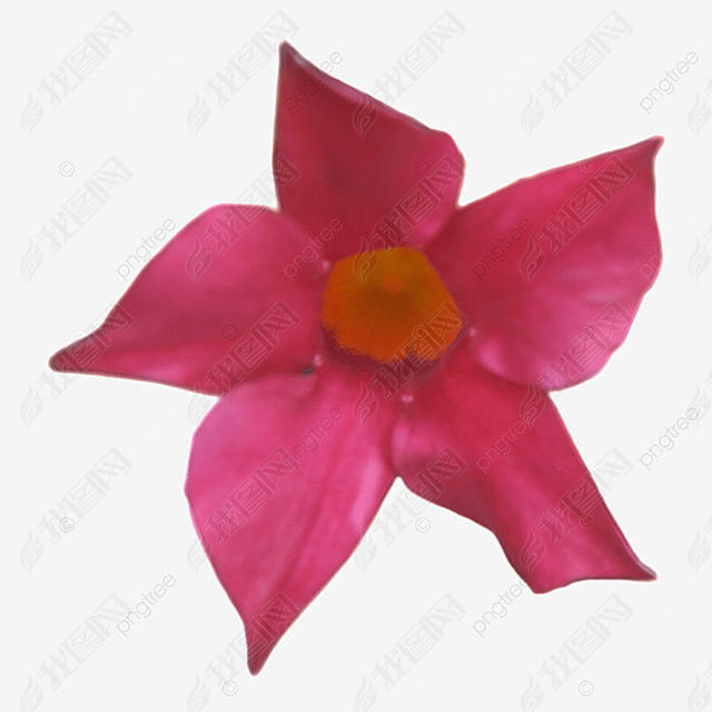 mandevilla ɫĻ ֲ  Ӱͼ