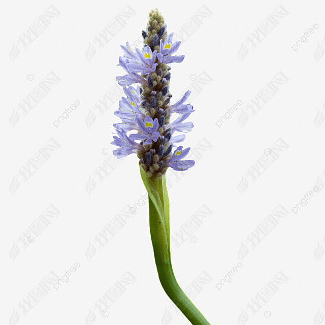 ɫĻ pontederia cordata  Ӱͼ ֲ