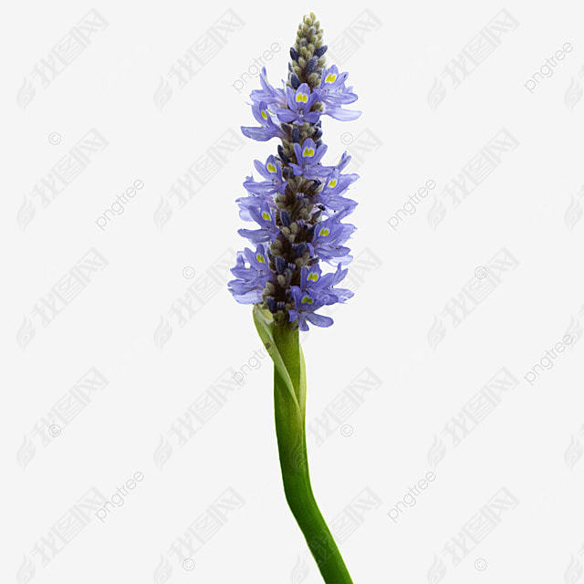 ɫĻ pontederia cordata  Ӱͼ ֲﻨ