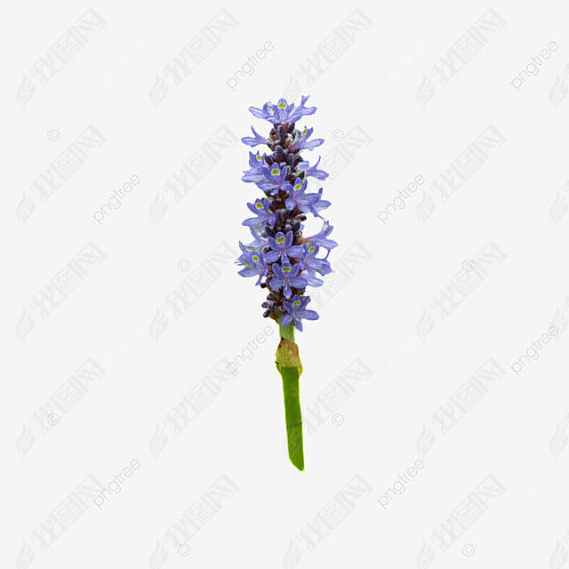 ɫĻ pontederia cordata  ֲ  Ӱͼ