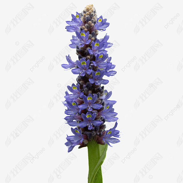 ɫĻ pontederia cordata ֲӰͼ  ʻ